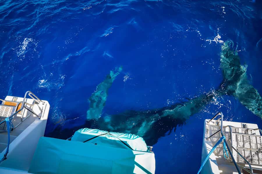 Maui: Ka'anapali Whale Watching Cruise on Luxury Sailboat - Ka’anapali departure: the part you’ll be glad is simple
