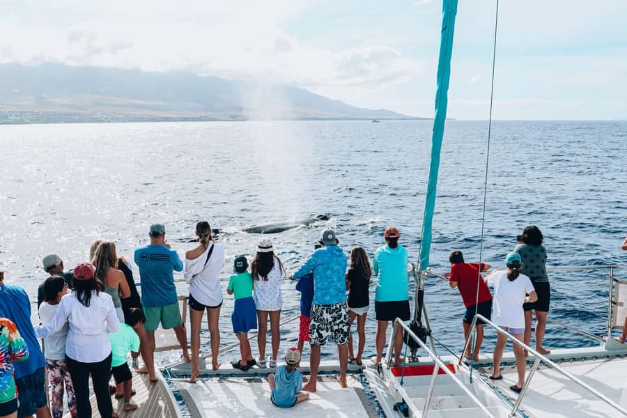 Maui: Ka'anapali Whale Watching Cruise on Luxury Sailboat - Whales, baby whales, and the best kind of sightings
