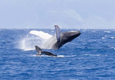 Maui: Ka'anapali Whale Watching Cruise on Luxury Sailboat - The hydrophone: why you should care even if you think you’re only there for sightings