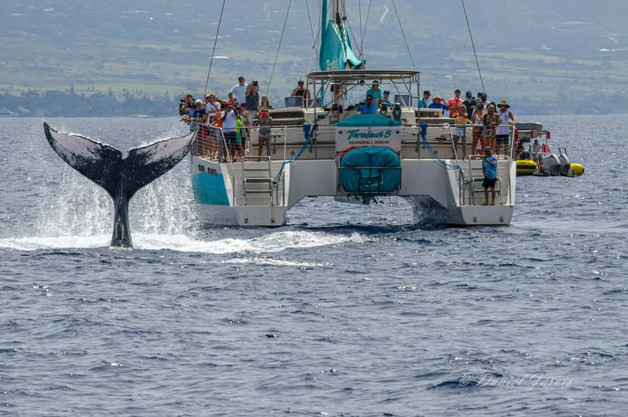 Maui: Ka'anapali Whale Watching Cruise on Luxury Sailboat - Food, coffee, and the open bar: snack smarter, not just more