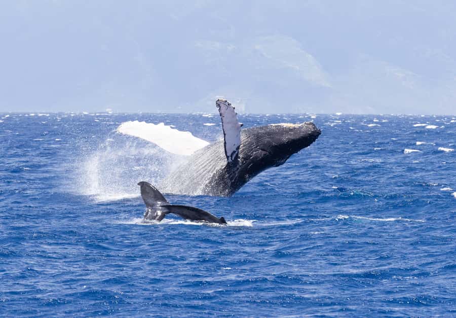 Maui: Ka'anapali Whale Watching Cruise on Luxury Sailboat - The hydrophone: why you should care even if you think you’re only there for sightings