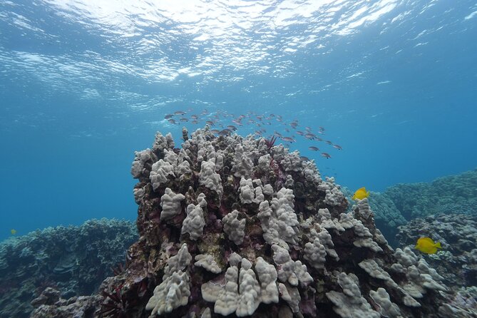 Maui: Molokini and Turtles Luxury Yacht Snorkel - Food and Drinks: Why This Package Costs What It Costs