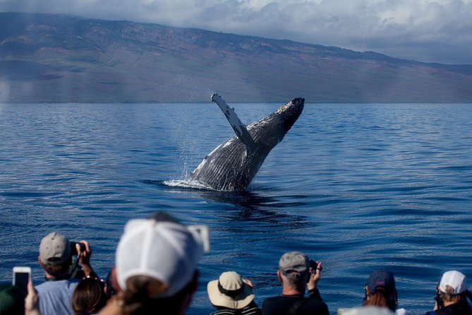 Maui Premium Sunset Dinner Cruise & Whale Watch - Key things about this Maui whale dinner cruise