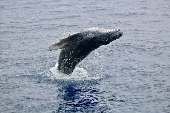 Maui Premium Sunset Dinner Cruise & Whale Watch - Where Maui’s sunset dinner cruise starts: Maalaea Harbor’s easy launch