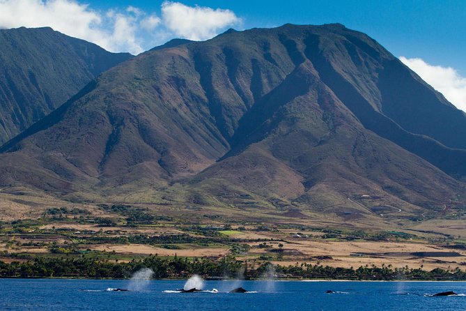 Maui Premium Sunset Dinner Cruise & Whale Watch - What you actually get for dinner: 4 courses with included drinks