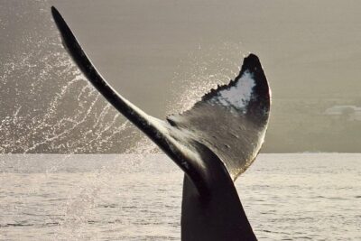 Maui Premium Sunset Dinner Cruise & Whale Watch - The boat experience: a small-group setup with real comfort