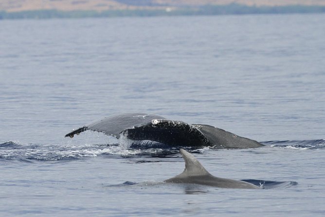 Maui Premium Sunset Dinner Cruise & Whale Watch - Taking in the Pacific: Lana‘i, Moloka‘i, and the McGregor Point Lighthouse