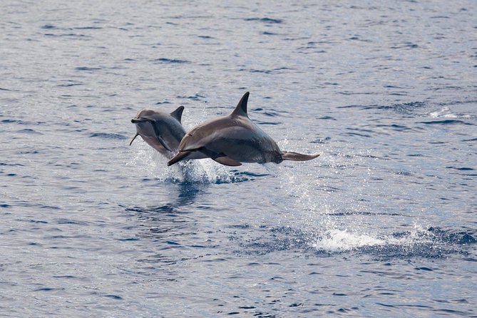 Maui Premium Sunset Dinner Cruise & Whale Watch - Who this cruise fits best, and who should consider alternatives