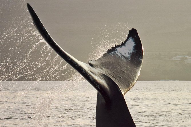 Maui Premium Sunset Dinner Cruise & Whale Watch - The boat experience: a small-group setup with real comfort