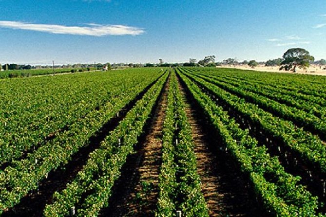 McLaren Vale Private Luxury Wine Tour - Full Day - Comfort and pacing: why private touring makes the wine day feel longer
