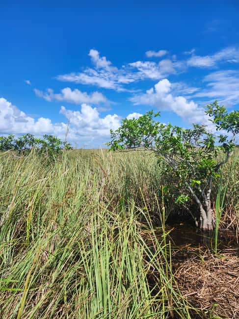 Miami: Everglades Airboat Eco Tour w/ Luxury Transportation - Wildlife viewing in real Everglades marshes (and what to watch for)