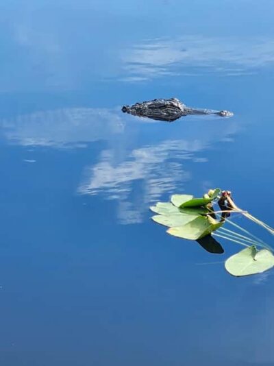 Miami: Everglades Airboat Eco Tour w/ Luxury Transportation - Open-air airboat time: what that 40-minute ride gives you