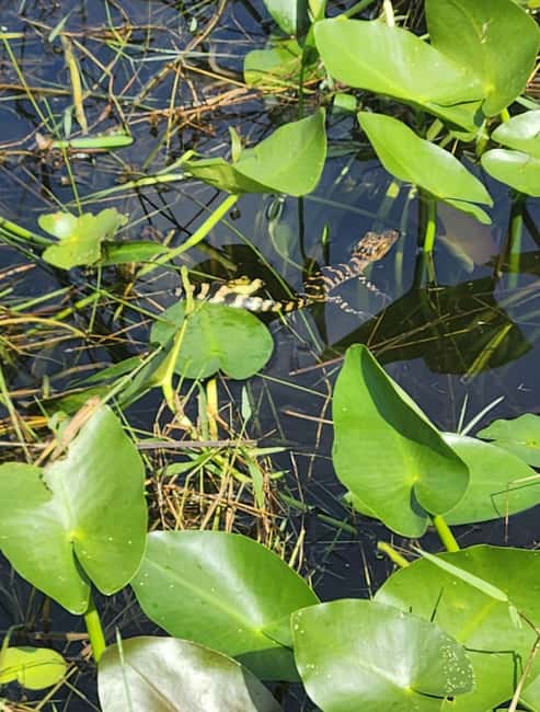 Miami: Everglades Airboat Eco Tour w/ Luxury Transportation - When drought changes the plan: May 2025 and possible park swaps