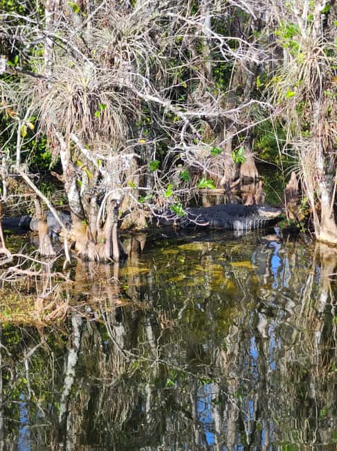 Miami: Everglades Airboat Eco Tour w/ Luxury Transportation - Price ($118) and value: what you’re really paying for