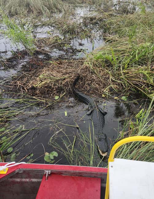 Miami: Everglades Airboat Eco Tour w/ Luxury Transportation - Timing, comfort, and what to bring (so nothing distracts you)