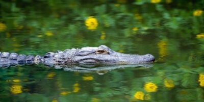 Miami Premium Everglades Driving Tour with Airboat Ride - The Premium Small Group Promise (And the Airboat Reality)