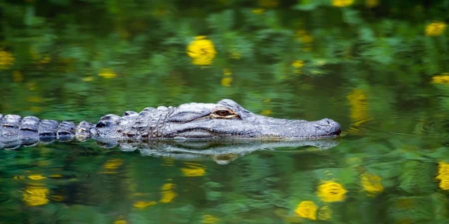 Miami Premium Everglades Driving Tour with Airboat Ride - The Premium Small Group Promise (And the Airboat Reality)