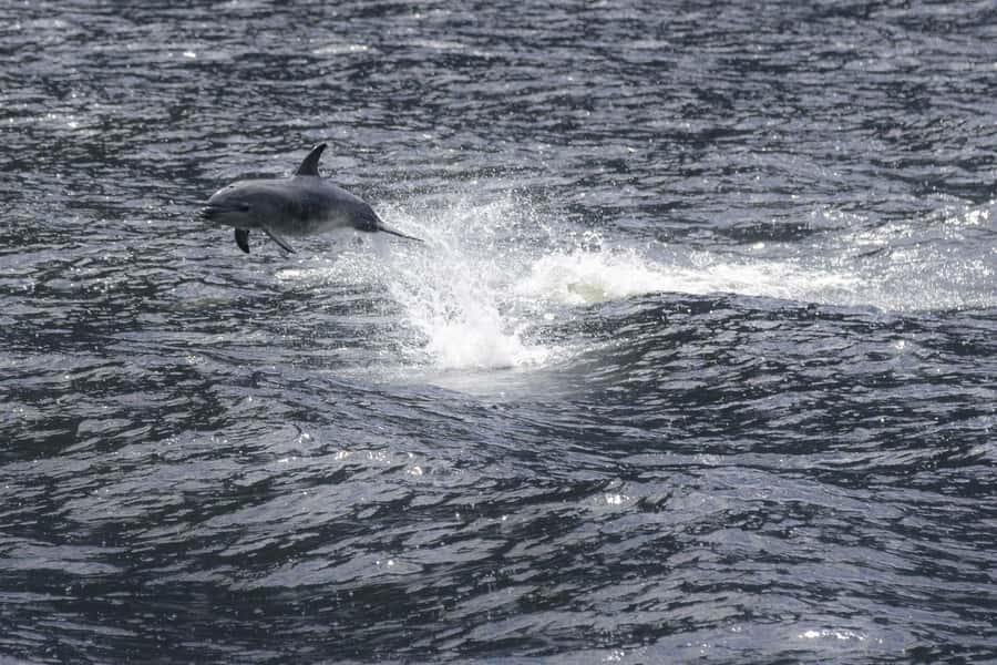 Milford Sound: Premium Small Group Cruise with Canape Lunch - Champagne, canapes, and the timing that makes it feel like part of the trip