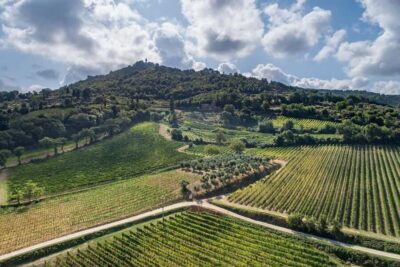 Montalcino: Premium Wine Tasting with light-lunch and Tour - The 2-hour flow: vineyards, cellar, then tastings with lunch