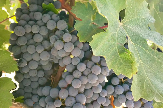 Napa and Sonoma Private Wine Tasting Tour and Luxury Car Service - A wine day built around comfort, not logistics