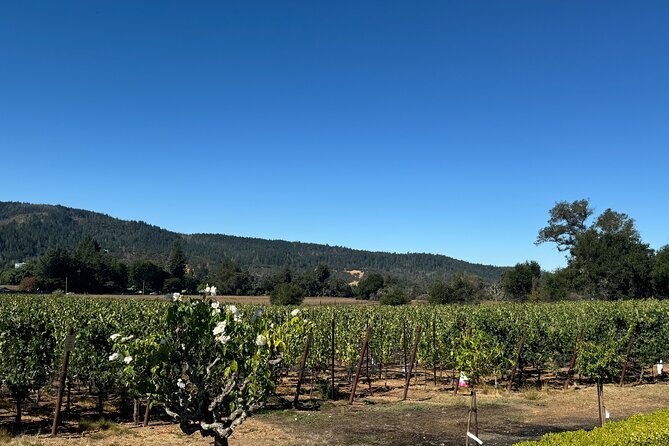 Napa Valley Luxury Wine Tours & Car Services - Winery Visits: What the Drop-Off Model Means for Your Day