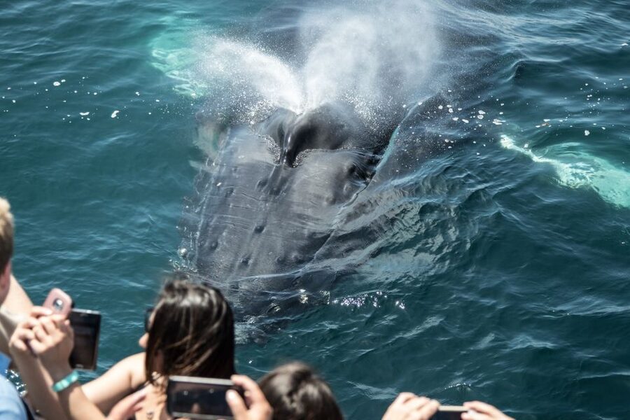 Newport Beach: Luxury Whale Watching Catamaran Cruise - Key things I’d circle first