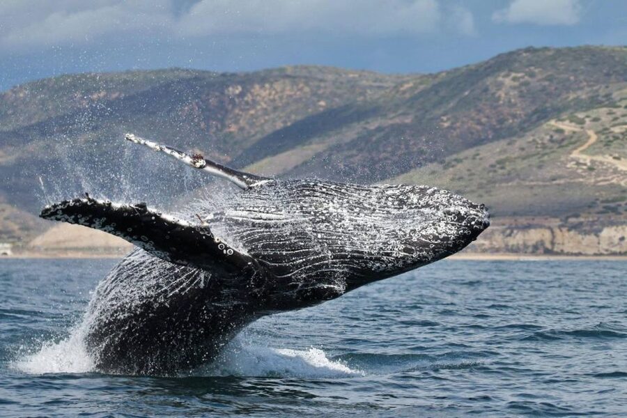 Newport Beach: Luxury Whale Watching Catamaran Cruise - Newport Beach whale watching from a 50-foot catamaran (and why it matters)