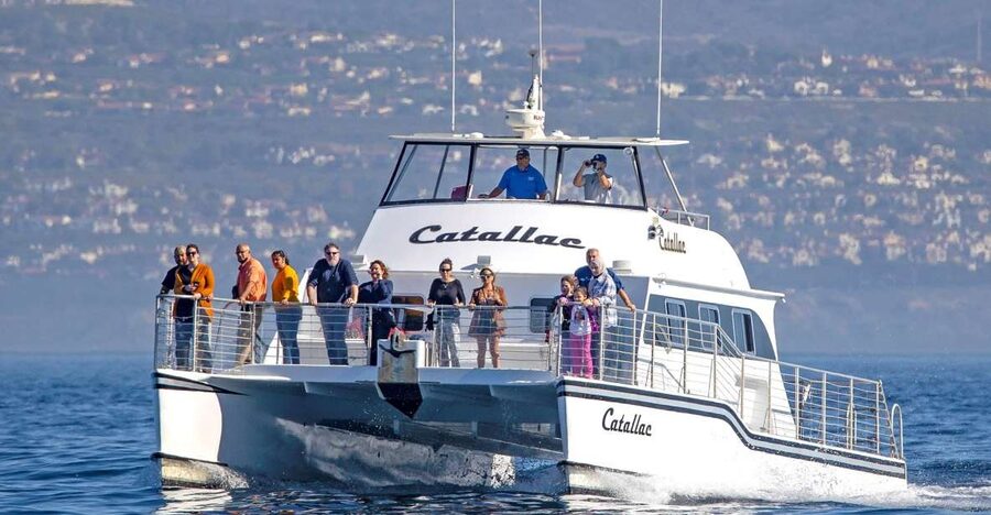 Newport Beach: Luxury Whale Watching Catamaran Cruise - How the captain and naturalist guide make the search feel productive