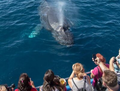 Newport Beach: Luxury Whale Watching Catamaran Cruise - What marine life you might see off Newport (from big whales to fast dolphins)