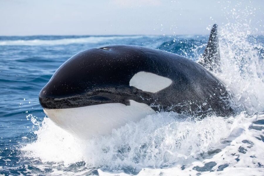 Newport Beach: Luxury Whale Watching Catamaran Cruise - The itinerary in plain language: what each stop adds to your day