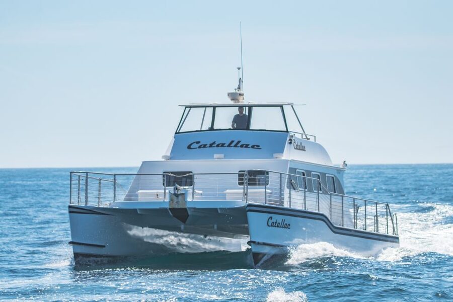 Newport Beach: Luxury Whale Watching Catamaran Cruise - Price and value: what $58 gets you in this specific setting