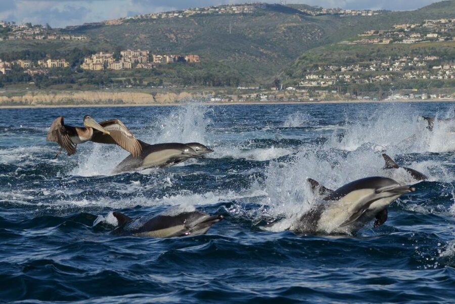 Newport Beach: Luxury Whale Watching Catamaran Cruise - What to bring so the ride stays comfortable