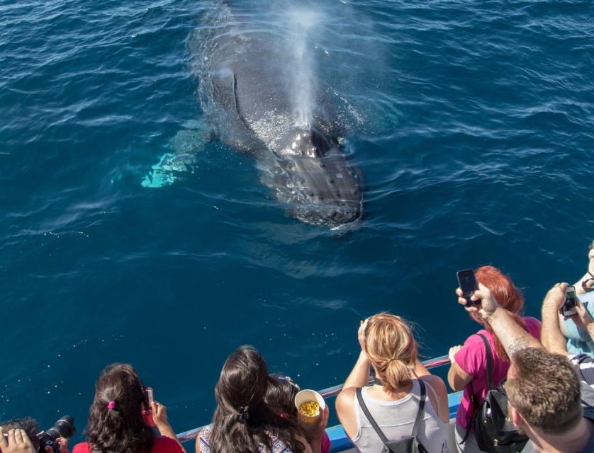 Newport Beach: Luxury Whale Watching Catamaran Cruise - What marine life you might see off Newport (from big whales to fast dolphins)