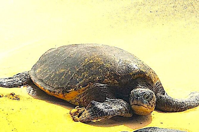 Oahu Ultimate Circle Island: 30 Spots, 10 Epic Stops - Laniakea Turtle Beach: the stop that’s worth the wait