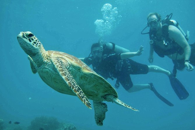Ocean Freedom Great Barrier Reef Luxury Snorkel and Dive Cruise - Optional scuba with medical screening (and what to know ahead)