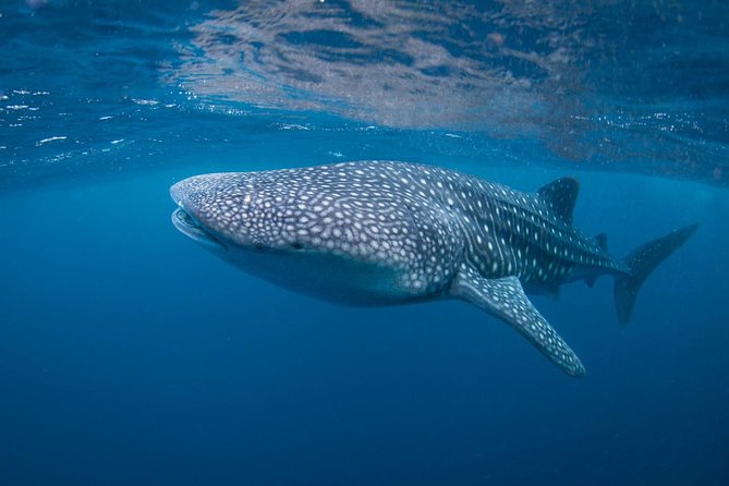 Open Water + Advanced Course - Premium Certifications Package in Nusa Lembongan - Key highlights worth your attention
