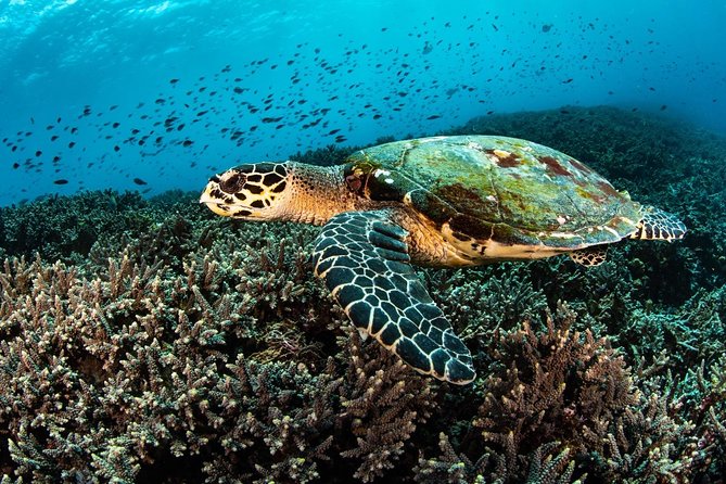 Open Water + Advanced Course - Premium Certifications Package in Nusa Lembongan - Adventure segments you pick: photography, buoyancy control, fish ID