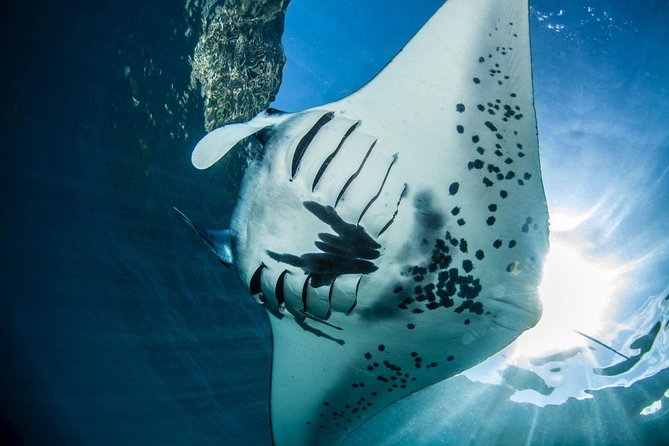 Open Water + Advanced Course - Premium Certifications Package in Nusa Lembongan - Price and value of the $811 package