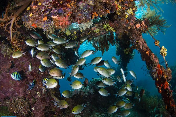 Open Water + Advanced Course - Premium Certifications Package in Tulamben - Transfers from Amed and Tulamben: Small Logistics, Big Stress Reduction