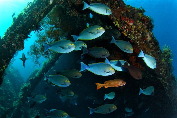Open Water + Advanced Course - Premium Certifications Package in Tulamben - Who This Package Is Best For (and When to Prep Extra)