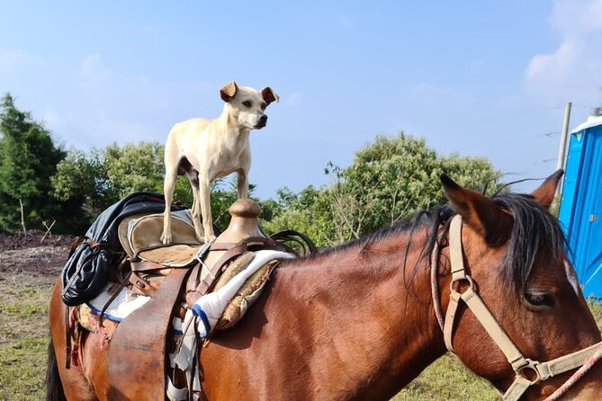 Pacaya Volcano Luxury Sunset Horseback Riding Tour/ Dinner Cooked by-Lava Chef - Sunset timing and the ride back after dark