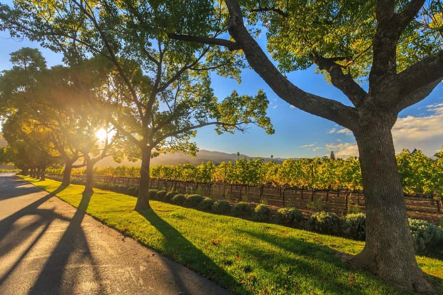 Perth VIP Swan Valley Wine Tour - Premium Small Group Tour - Price and logistics: how $155 fits the value
