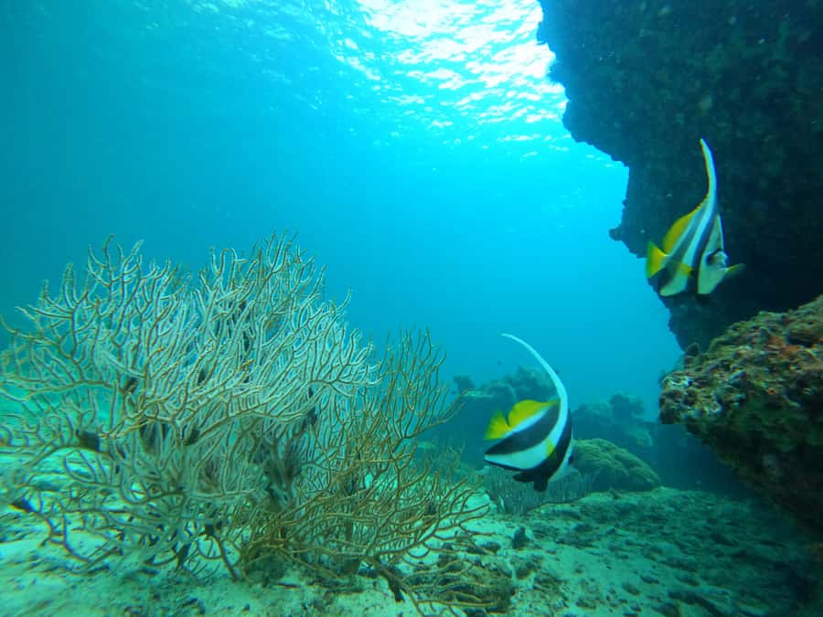 Phi Phi & Bamboo Islands: Premium Day Trip w/ Seaview Lunch - Key Things That Make This Day Trip Worth Your Time