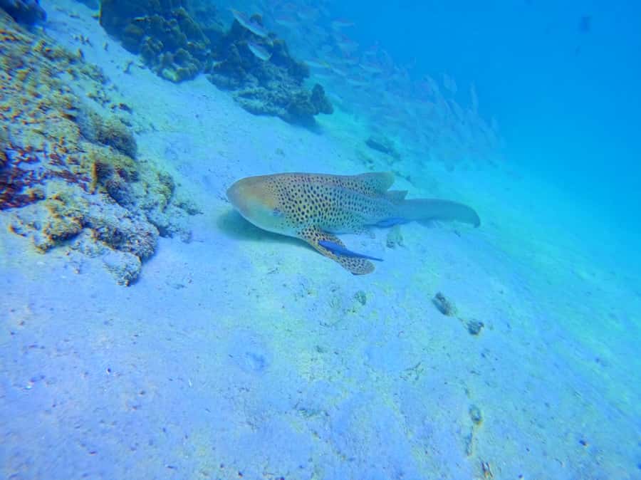 Phi Phi & Bamboo Islands: Premium Day Trip w/ Seaview Lunch - The Big Picture: A Premium Phi Phi Islands Day Trip from Phuket