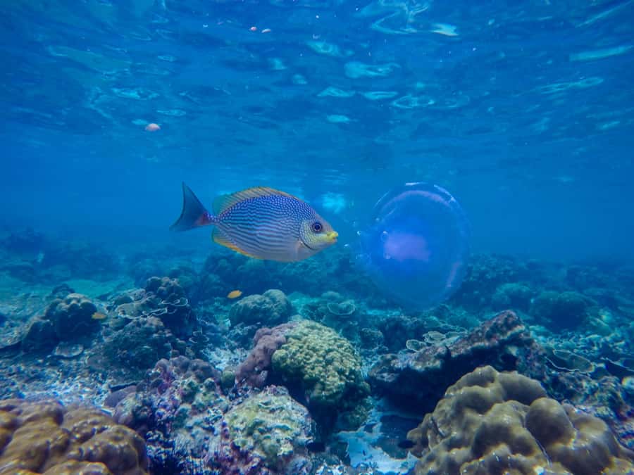 Phi Phi & Bamboo Islands: Premium Day Trip w/ Seaview Lunch - Bamboo Island: Snorkeling in Clear Water and a Walk on White Sand