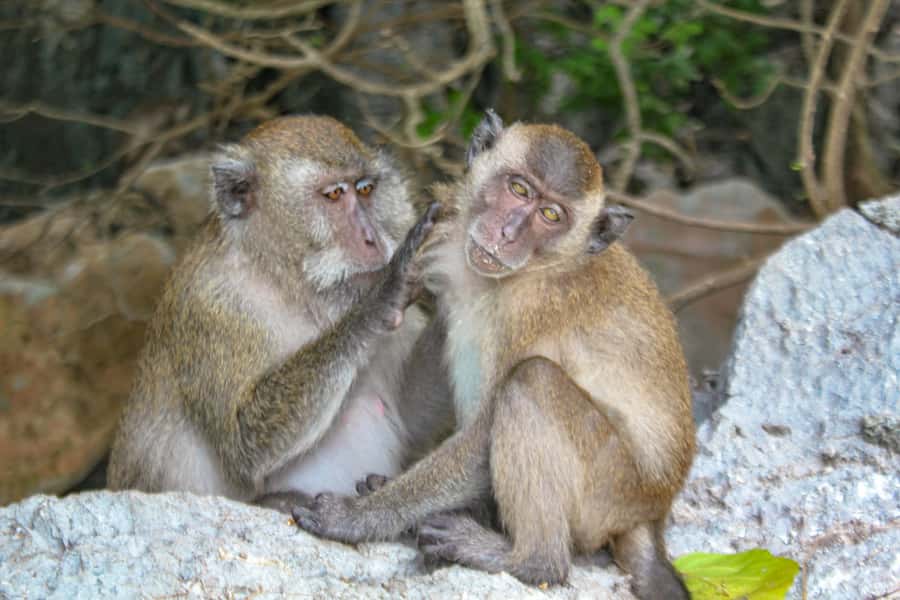 Phi Phi & Bamboo Islands: Premium Day Trip w/ Seaview Lunch - Lunch on Phi Phi Don: Halal Buffet at a 4.5-Star Resort