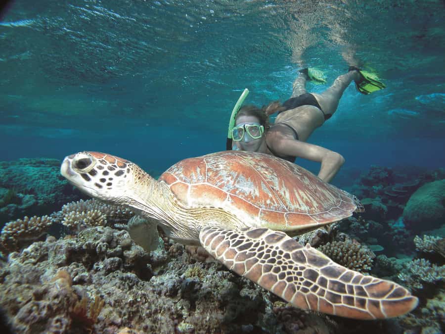Port Douglas: Reef & Low Isles Cruise on Luxury Catamaran - Snorkelling from Sandy Beaches with Real In-Water Support