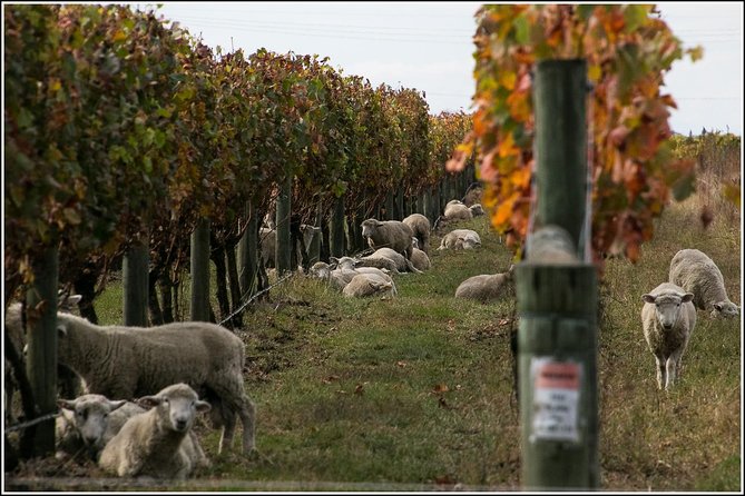 Premium 4 -Best Wineries Napier Hawke's Bay Tour, 5.5h - 6Hours - What you’ll actually taste: range, count, and how to choose bottles