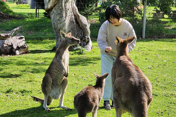 Premium Adelaide Hills Cleland Wildlife and Hahndorf Minibus Tour - Key points to know before you go