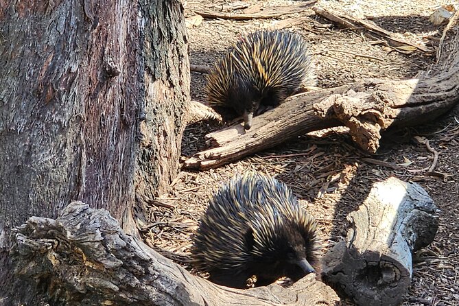 Premium Adelaide Hills Cleland Wildlife and Hahndorf Minibus Tour - Cleland Wildlife Park: Koalas, Kangaroos, and Proper Animal Time